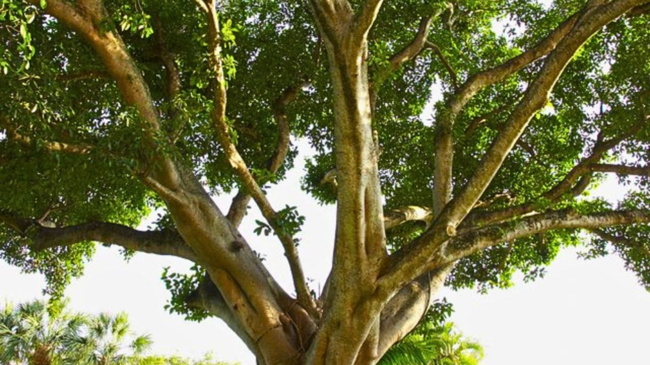 मग भूत चेटकिणीच्या गोष्टी कशा सुरू झाल्या? : जुन्या काळात रात्री झाडांजवळ घडणाऱ्या अनोळखी घटना, अंधार आणि प्राण्यांच्या हालचालीमुळे लोकांच्या मनात भीती निर्माण होत असावी. या अनुभवापैकी कालांतराने भूत - चेटकिणींच्या गोष्टी तयार झाल्या असाव्या 