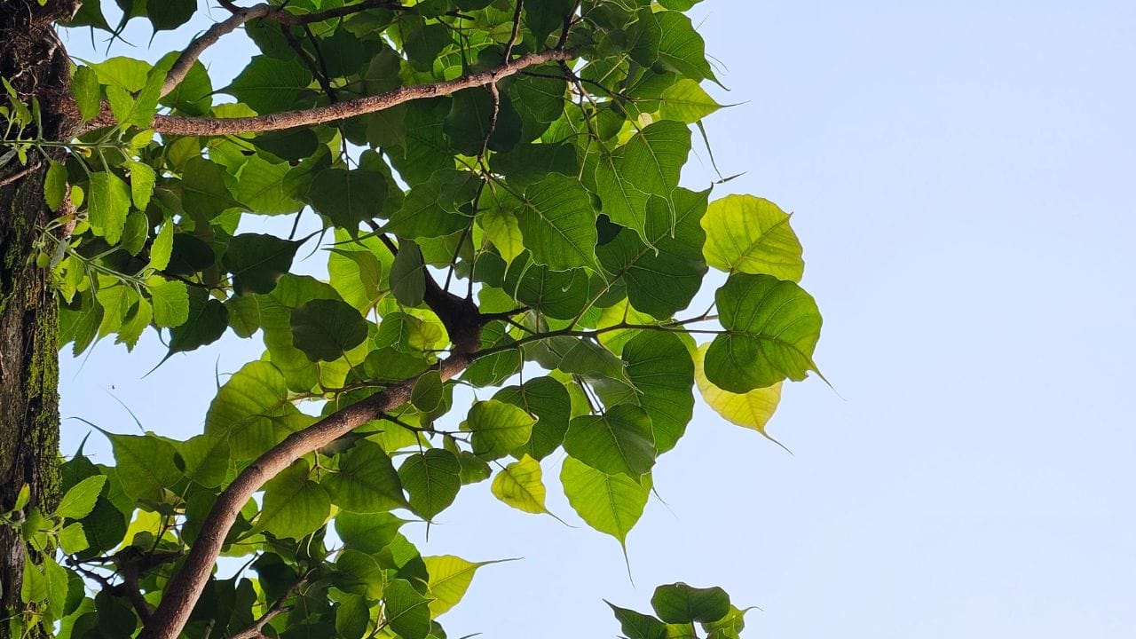 दिवसा सूर्यप्रकाशाच्या मदतीने झाडं प्रकाशसंश्लेषण करतात आणि ऑक्सीजन सोडतात. रात्री ही प्रक्रिया थांबते.मात्र झाडांचा श्वसनाचा क्रियाकालाप सुरूच राहतो. या प्रक्रियेत झाडं ऑक्सिजन वापरतात आणि कार्बन डायऑक्साईड सोडतात. 