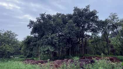 पिंपळाच्या झाडावर खरंच भूत असतं?.
