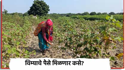 पिकाचं नुकसान झाल्यावर विम्याचे पैसे मिळणार कसे? असा करा क्लेम.