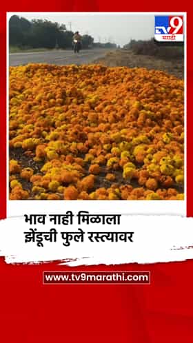 झेंडूच्या फुलांना भावना मिळाल्याने शेतकर्‍यांनी झेंडूचे फुले रस्त्यावर फेकली