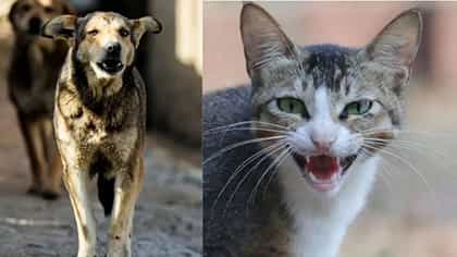 कुत्रा, मांजर हे स्वत:भोवतीच गोल गोल का फिरतात? तुम्हाला माहितीये का?.