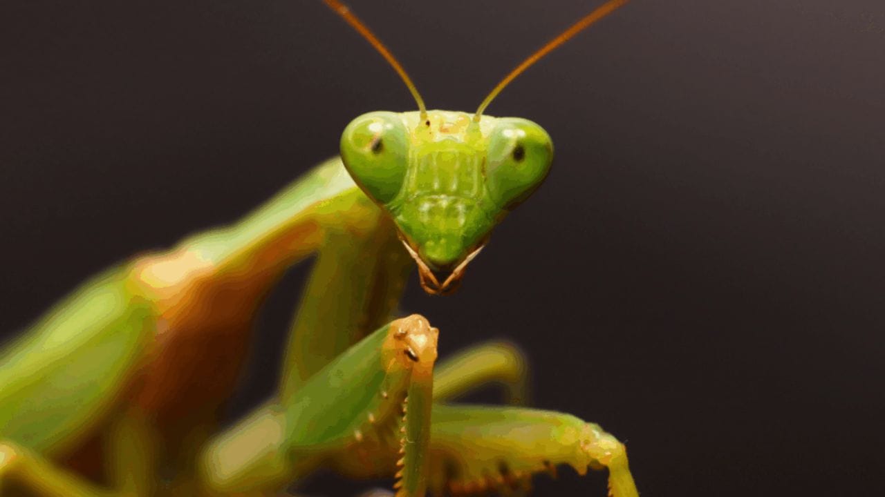 प्रेईंग मॅंटिस (Praying Mantis ) हा एक प्रकारचा नाकतोडा असतो. यांच्यात 'लैंगिक नरभक्षकता' (Sexual Cannibalism) असते. मादीचा आकार नरापेक्षा मोठा असतो. मिलन सुरु असताना किंवा मिलन झाल्यानंतर मादी मँटिस नराचे मुंडके तोडून खाते. तरीही नराचे उर्वरित शरीर मादीशी मिलन सुरुच ठेवते.मादीला अंडी घालण्यासाठी भरपूर प्रोटिनची गरज असते, त्यामुळे ती नरालाच खाऊन टाकते.