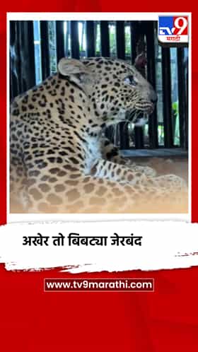 अखेर तो बिबट्या जेरबंद, वनविभागाला मोठे यश