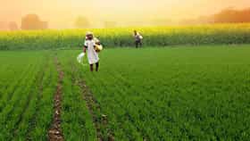 Rabbi Seasons: दुष्काळाशी सामना करणारे वाण, कमी पाण्यात हरभरा, करडई आणि ज्वारी ठरणार फायदेशीर