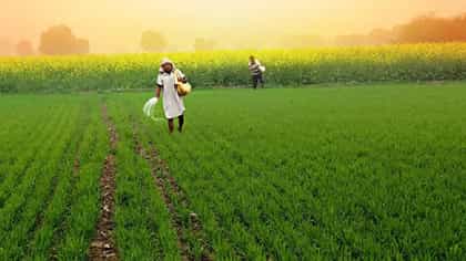 दुष्काळाशी सामना करणारे वाण, हरभरा, करडई, ज्वारी फायदेशीर.