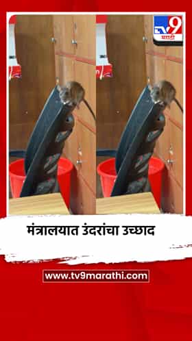 मंत्रालयात उंदरांचा उच्छाद, दिवसभर नुसता धुमाकूळ