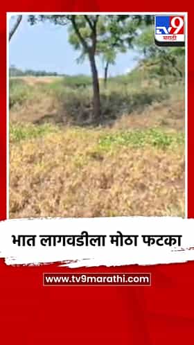 भात लागवडीला मोठा फटका