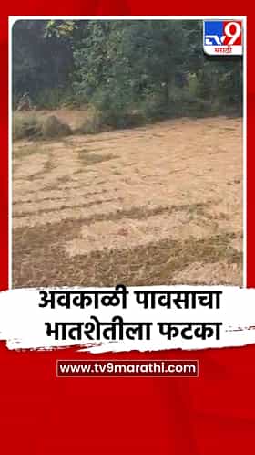 अवकाळी पावसाचा भातशेतीला फटका