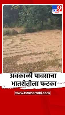 अवकाळी पावसाचा भातशेतीला फटका-1788730