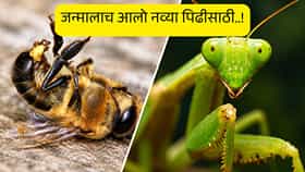 निसर्गातील असे 5 किटक, जे नवा जीव जन्माला घालून स्वत:च मरण पत्करतात