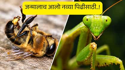 निसर्गातील असे 5 किटक, जे नवा जीव जन्माला घालून स्वत:च मरण पत्करतात.