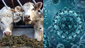 Shamonda Virus: जगात नव्या विषाणूची एन्ट्री! शामोंडा व्हायरसचा पहिला मानवी संसर्ग; WHO काय म्हणतं?