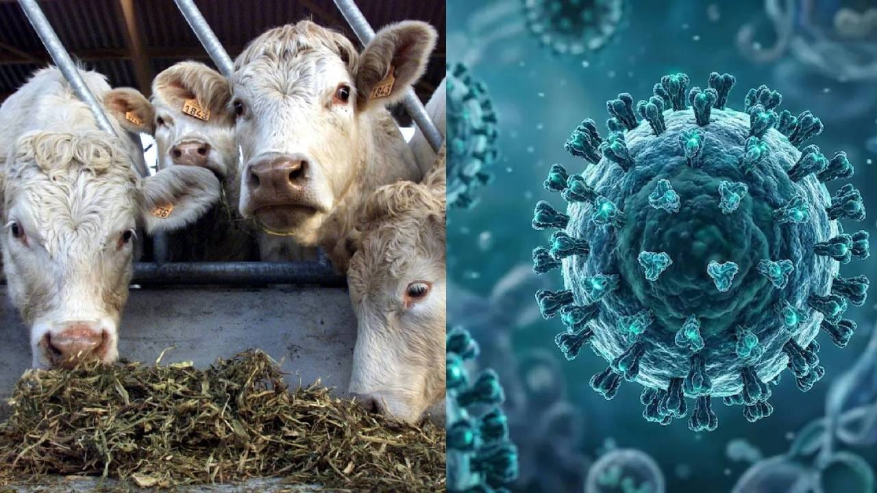 Shamonda Virus: जगात नव्या विषाणूची एन्ट्री! शामोंडा व्हायरसचा पहिला मानवी संसर्ग; WHO काय म्हणतं? Shamonda Virus: जगात नव्या विषाणूची एन्ट्री! शामोंडा व्हायरसचा पहिला मानवी संसर्ग; WHO काय म्हणतं?