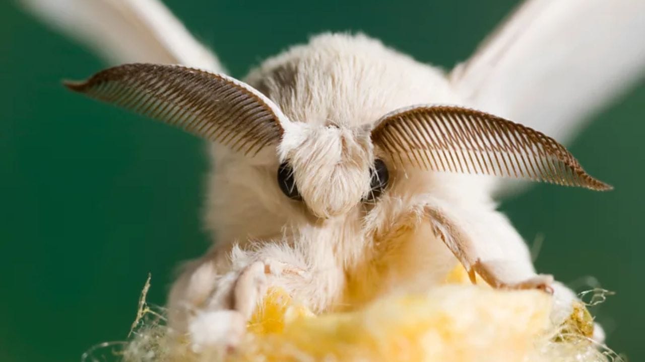 रेशीम कीटक (Silkworm Moth) - कोशातून बाहेर पडल्यानंतर हे ( पतंग ) किटक अन्न खात नाहीत. केवळ प्रजननाकरीता ते जन्म घेतात. मिलन झाल्यानंतर अंडी घातल्यानंतर शरीरातील सर्व ऊर्जा संपल्याने त्यांचा काही दिवसात मृत्यू होतो.