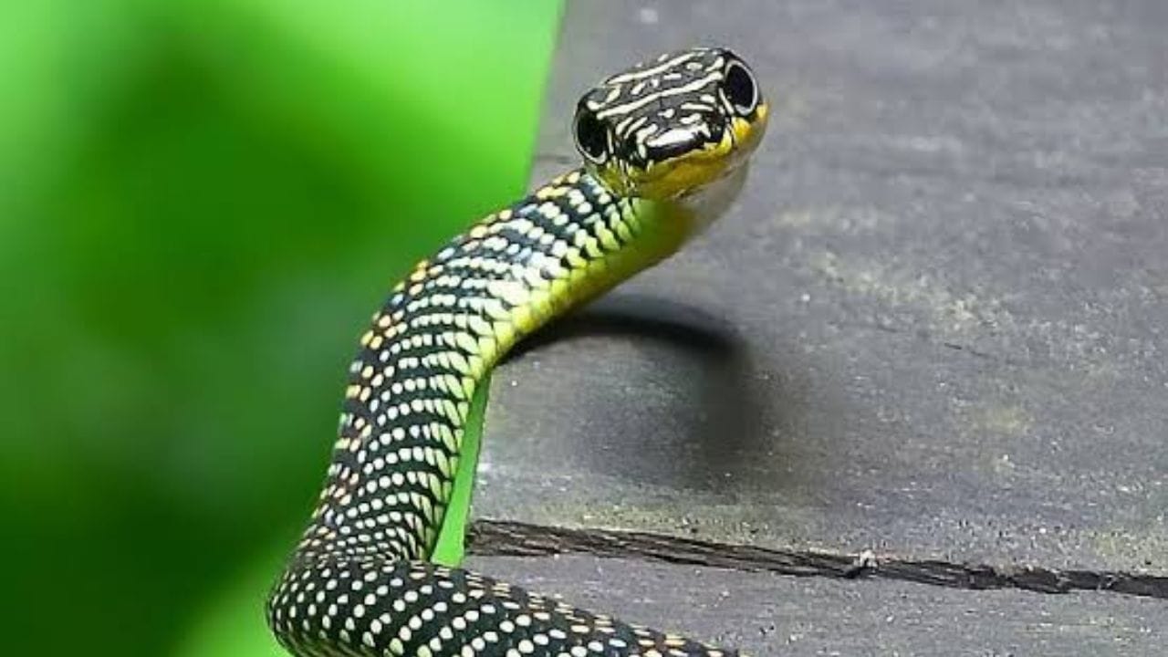 नेफ्थलीन गोल्या (मॉथबॉल्स) आणि फिनाइल यांचा रासायनिक वास सापांना दूर ठेवतो, पण सावधगिरीने वापरा.