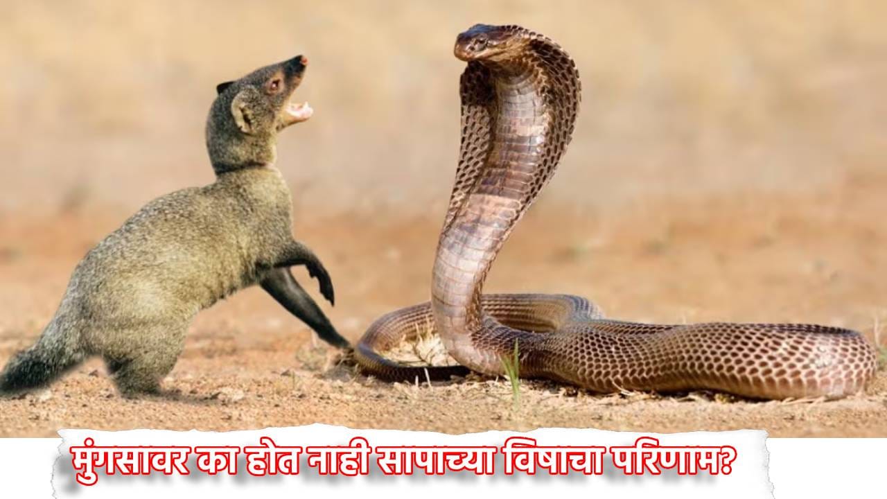 Snake Facts: मुंगसावर का होत नाही सापाच्या विषाचा परिणाम? कारण काय?