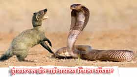 Snake Facts: मुंगसावर का होत नाही सापाच्या विषाचा परिणाम? कारण काय?