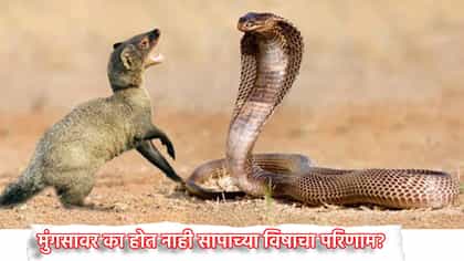 मुंगसावर का होत नाही सापाच्या विषाचा परिणाम? कारण काय?