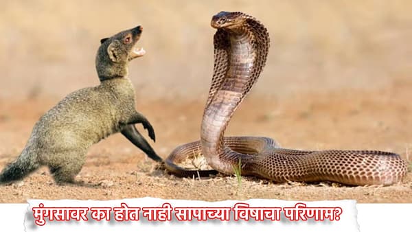 Snake Facts: मुंगसावर का होत नाही सापाच्या विषाचा परिणाम? कारण काय?