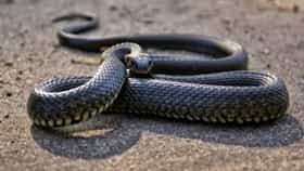Snake Fact: हिवाळ्याची चाहुल लागताच साप कुठे होतो गायब? दिवसा की झोपतात रात्री? वाचलीच नसेल अशी रंजक माहिती