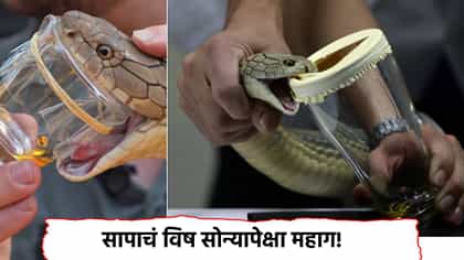 सापाचं विष सोन्यापेक्षा महाग! 1 ग्रॅम विषाच्या किंमतीत किती येणार सोनं