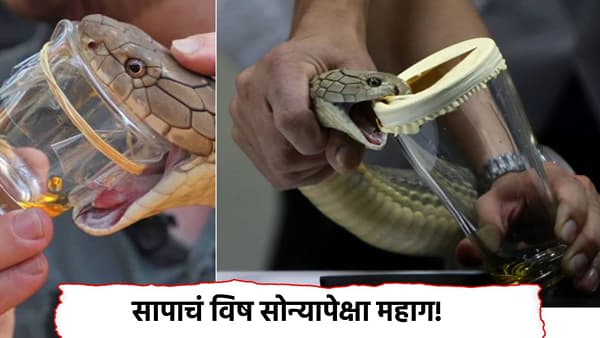Snake Fact: सापाचं विष सोन्यापेक्षा महाग! 1 ग्रॅम विषाच्या किंमतीत किती सोनं खरेदी करता येणार?