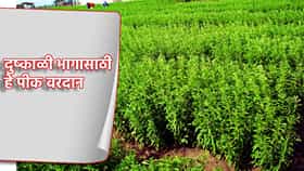 एकदा लागवड करा, वर्षातून चार वेळा उत्पन्न मिळवा, दुष्काळी भागासाठी हे पीक वरदान
