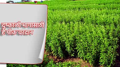 एकदा लागवड करा, वर्षातून चार वेळा उत्पन्न मिळवा.
