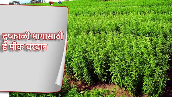 एकदा लागवड करा, वर्षातून चार वेळा उत्पन्न मिळवा, दुष्काळी भागासाठी हे पीक वरदान