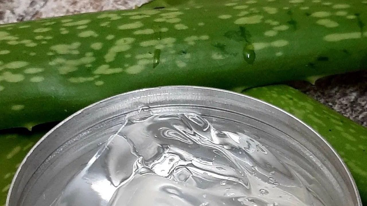 एलोवेरा जेल :  एलोवेरा सौंदर्य प्रसाधनांमध्ये सर्वात महत्त्वाचा असतं. केसांपासून त्या पायाच्या नखांपर्यंत याचा वापर केला जातो. ताज्या एलोवेरा जेल नारळाच्या तेलात मिसळून लावा नियमितियाचा वापर केल्यास आयब्रो दिसतील 