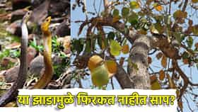 Snake Facts: जंगलातील हे झाडं अंगणात लावल्यास साप काढतात पळ, आदिवासी का ठेवतात बी जवळ?