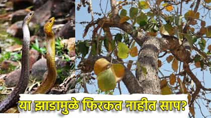 हे झाडं अंगणात लावल्यास साप काढतात पळ, आदिवासी का ठेवतात बी जवळ?.