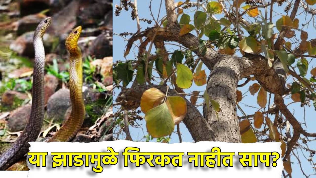 Snake Facts: जंगलातील हे झाडं अंगणात लावल्यास साप काढतात पळ, आदिवासी का ठेवतात बी जवळ? Snake Facts: जंगलातील हे झाडं अंगणात लावल्यास साप काढतात पळ, आदिवासी का ठेवतात बी जवळ?