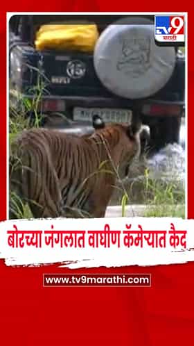 वर्धा - बोरच्या जंगलात पर्यटकांना वाघिणीचं दर्शन
