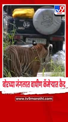 वर्धा - बोरच्या जंगलात पर्यटकांना वाघिणीचं दर्शन-1770980