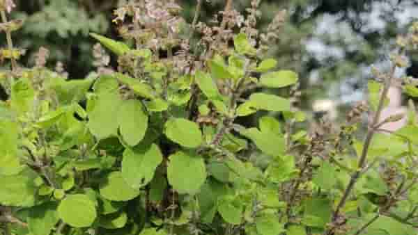 घरात या 7 ठिकाणी चुकनही तुळस लावू नका, अनेक समस्यांना घेरलं जाईल घर