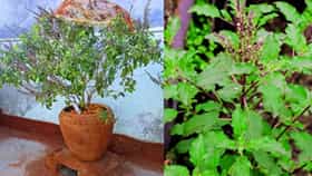 Vastu Shastra : घरात पैसाच टिकत नाही, मग करा तुळशीचा हा सोपा उपाय, घर धनाने भरून जाईल