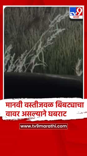 पुणे - भोर तालुक्यातील नऱ्हे गावात मानवी वस्तीजवळ बिबट्याचा वावर