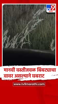 पुणे - भोर तालुक्यातील नऱ्हे गावात मानवी वस्तीजवळ बिबट्याचा वावर-1780469