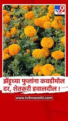 येवला - दसरा असूनही झेंडूला कवडीमोल दर, शेतकरी दुहेरी संकटात...-1784419