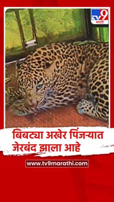 नाशिक : चांदवड तालुक्यात धुमाकूळ घालणारा बिबट्या जेरबंद-1785248