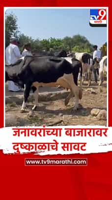 धाराशिव जिल्ह्यात जनावरांच्या बाजारावर दुष्काळाचे सावट-1789847