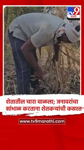 चाळीसगाव तालुक्यात दुष्काळाची झळ जनावरांनाही, चाऱ्यासाठी शेतकऱ्यांची भटकंती