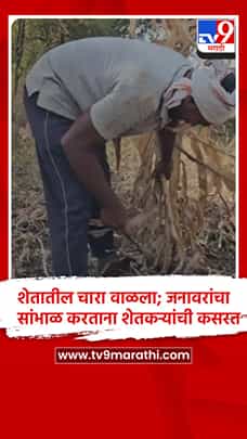 चाळीसगाव तालुक्यात दुष्काळाची झळ जनावरांनाही, चाऱ्यासाठी शेतकऱ्यांची भटकंती-1789852