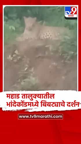 रायगड - महाडच्या भांदेकोंड रस्त्यावर बिबट्याचे दर्शन, ग्रामस्थ भयभीत