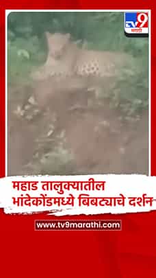 रायगड - महाडच्या भांदेकोंड रस्त्यावर बिबट्याचे दर्शन, ग्रामस्थ भयभीत-1772816