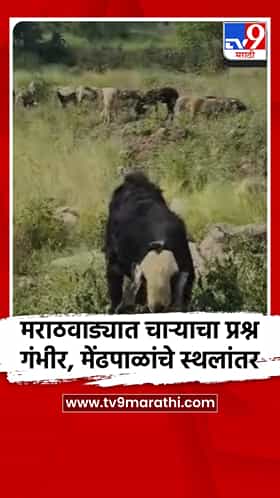 खालापूर - रायगड: पावसाने दडी मारल्याने मेंढपाळांचा कोकणाकडे प्रवास!