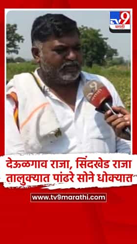 देऊळगाव आणि सिंदखेड राजा तालुक्यात पावसाअभावी शेकडो हेक्टरची कपाशी वाळली