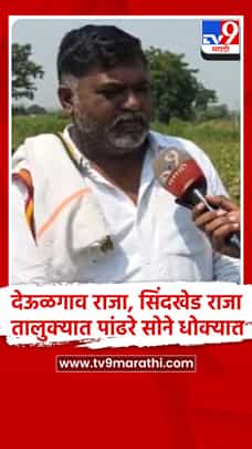 देऊळगाव आणि सिंदखेड राजा तालुक्यात पावसाअभावी शेकडो हेक्टरची कपाशी वाळली-1779785
